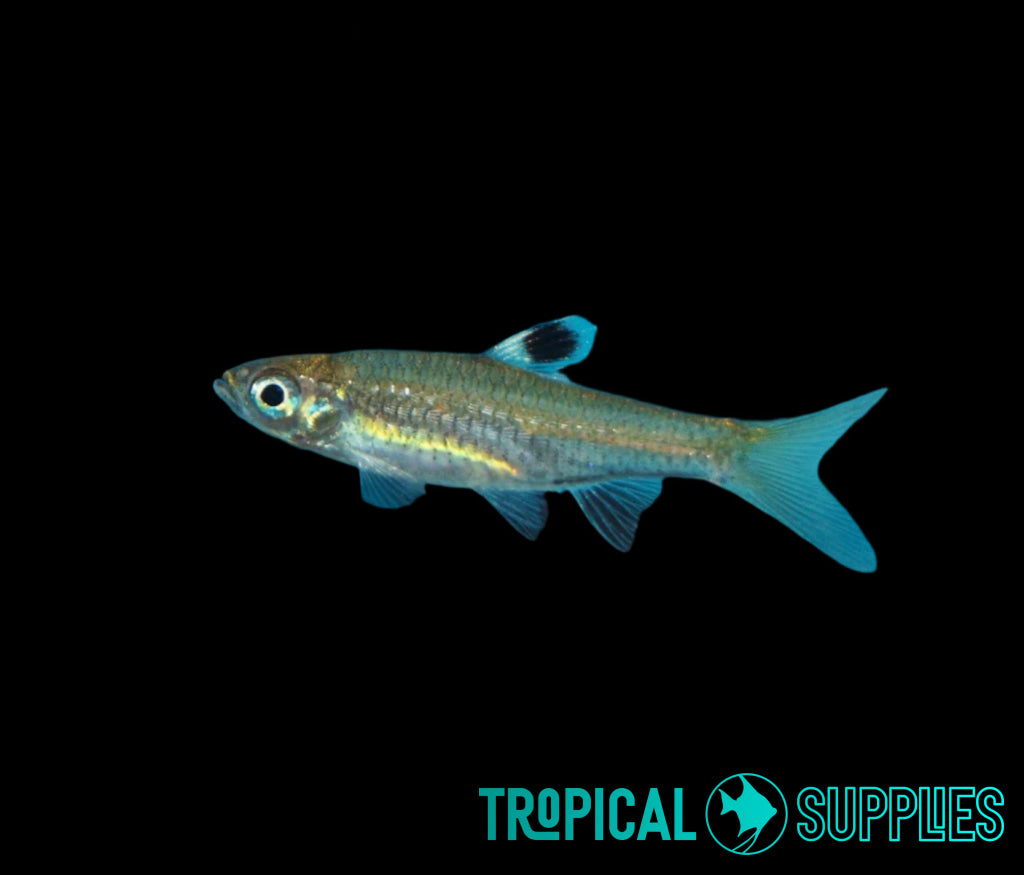 Green Eye Rasbora 3cm