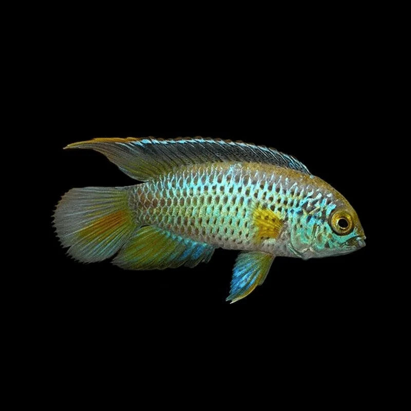 Golden Eye Dwarf Cichlid 3-4cm south america