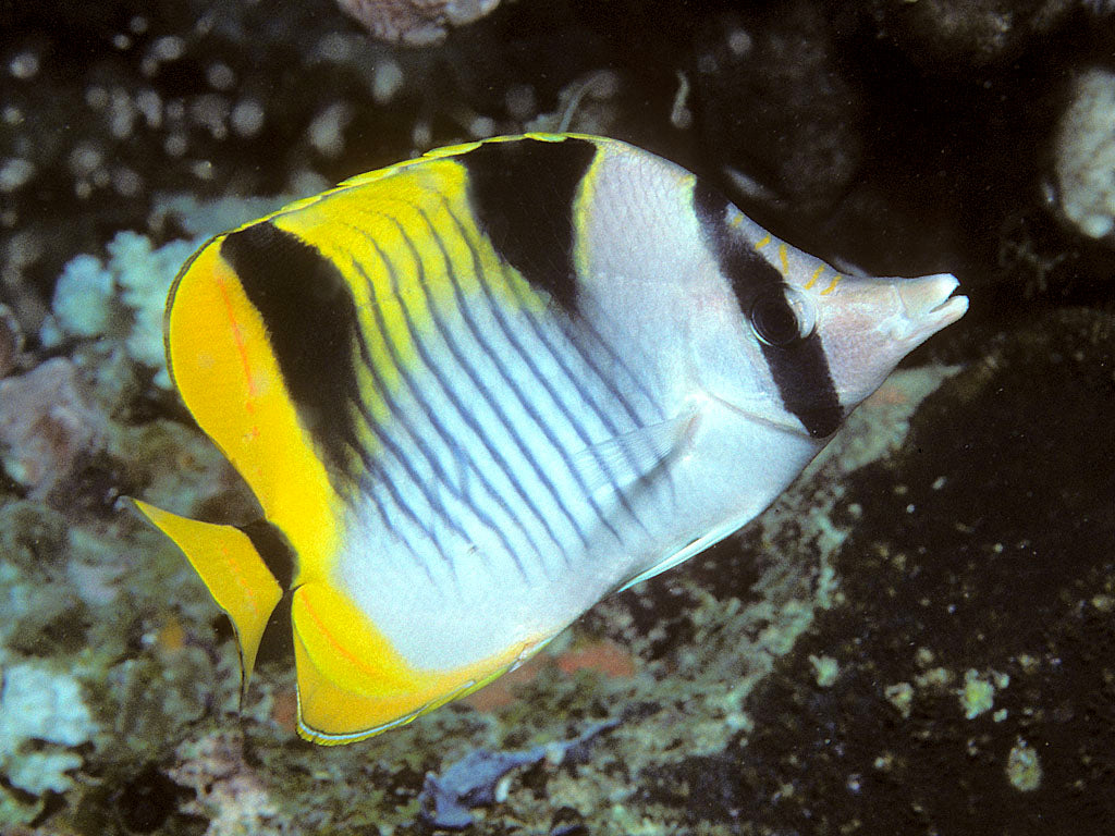 Falcula Butterfly MED