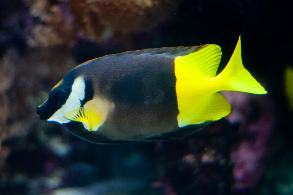 Fiji Foxface MED