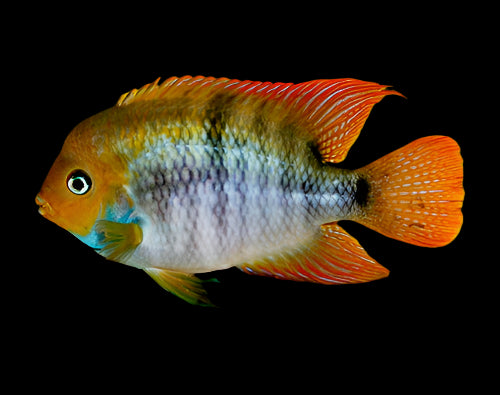 T-Bar Cichlid 4-5cm