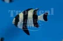 Four Stripe Humbug MED