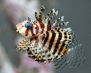 Fuzzy Dwarf Lionfish MED