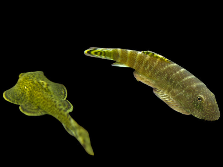 Yellow Finned Hillstream Loach 4-5cm