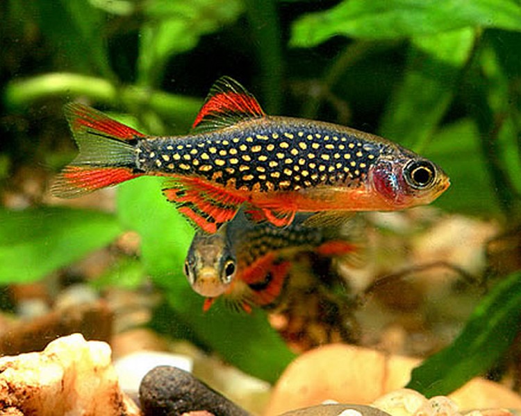 Galaxy Rasbora 2.5cm