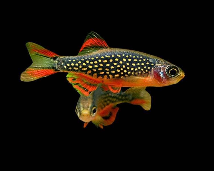 Galaxy Rasbora 2.5cm - Tropical Supplies North East