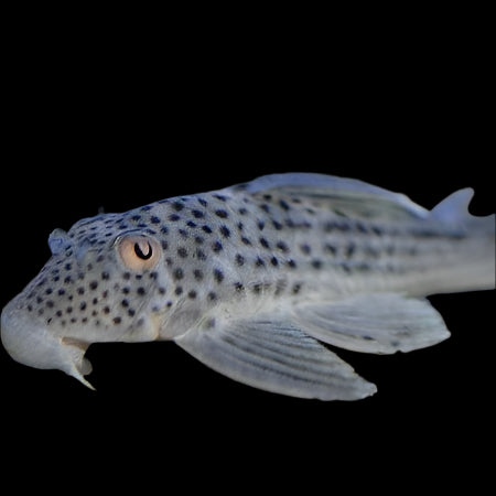 Ghost Pleco L141 4"
