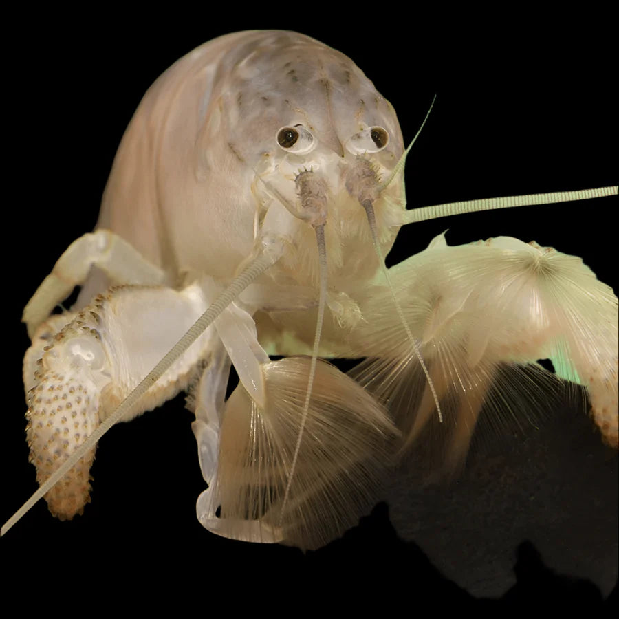 Armoured Fan Shrimp 5-8cm shrimp