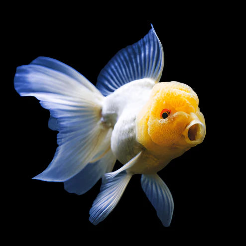 Yellow Cap White Oranda 4’’ fancy