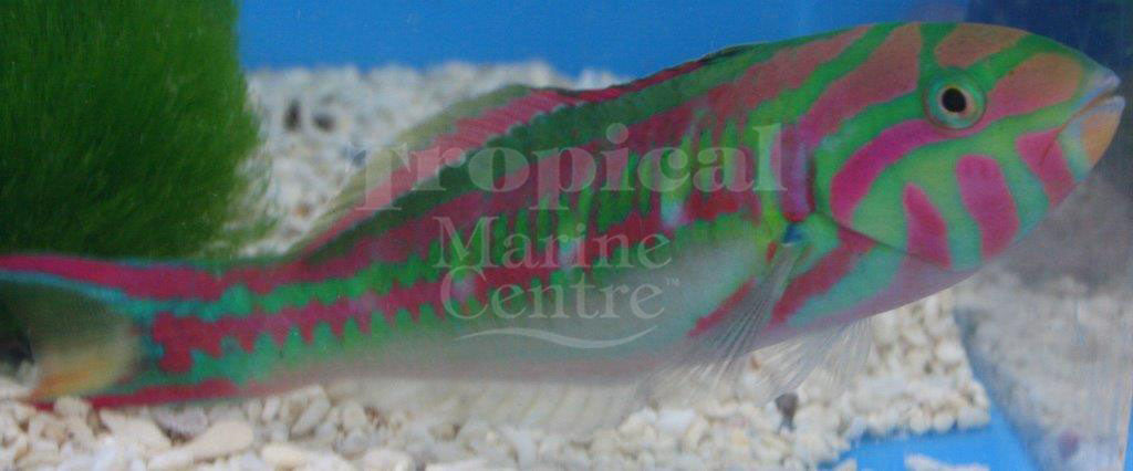 Glorious Wrasse MED