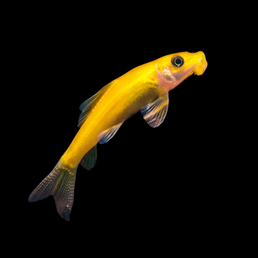 Golden Algae Eater 5cm sharks