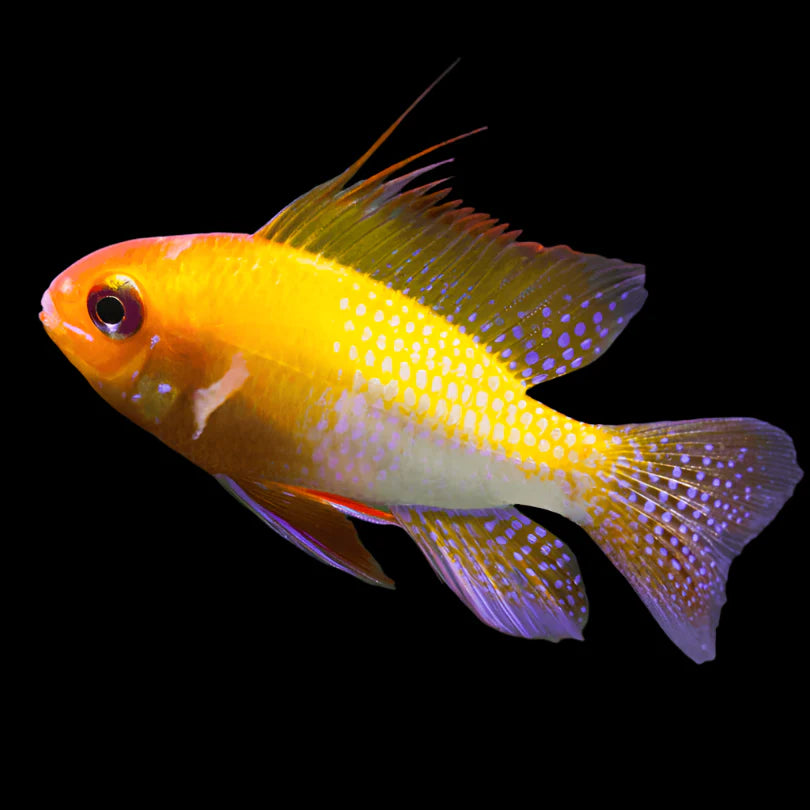 Gold Ram 3cm south america