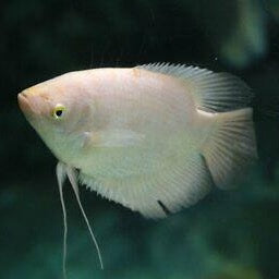 Giant Gold Gourami 5-6cm