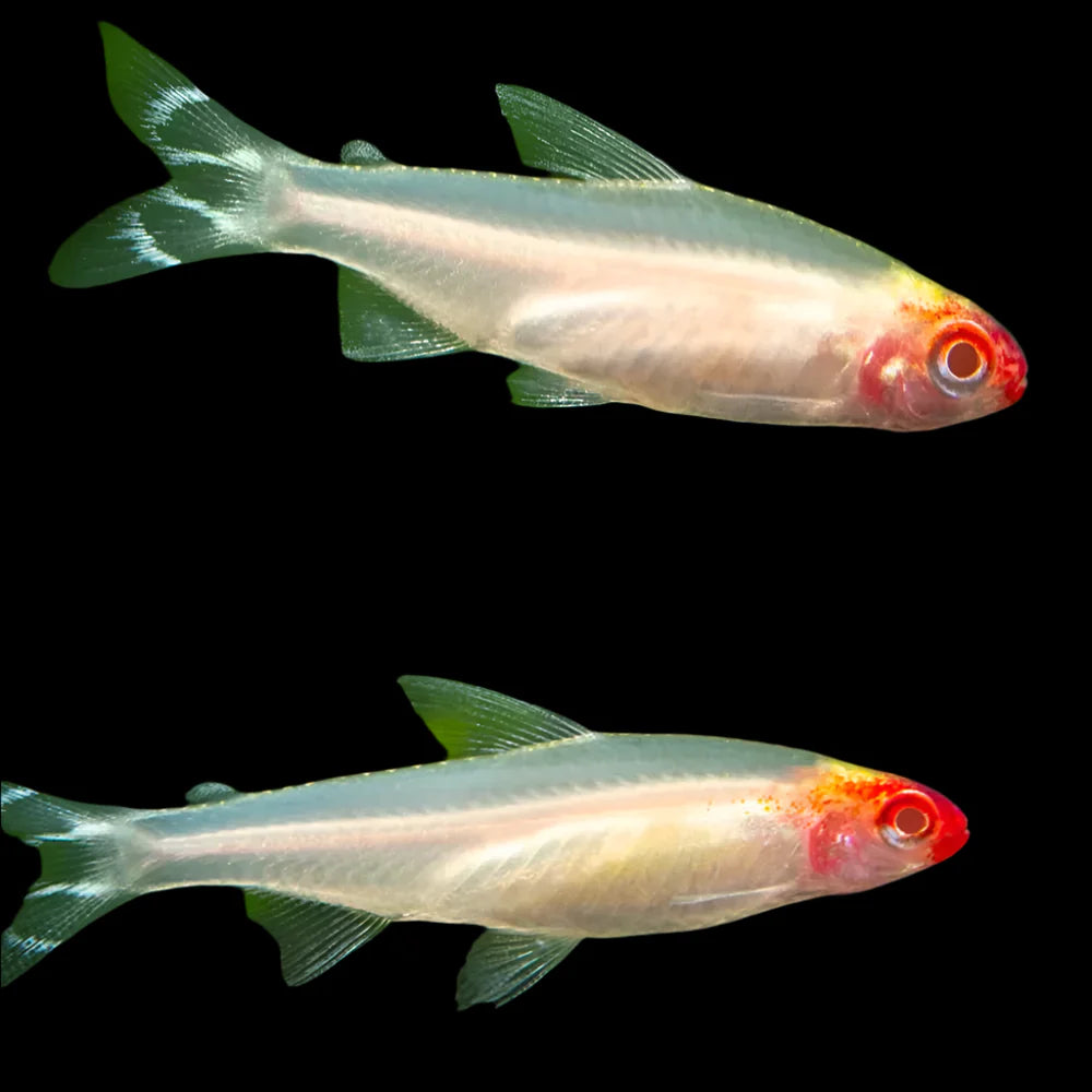 Golden Rummynose Tetra 3.5cm - Tropical Supplies North East