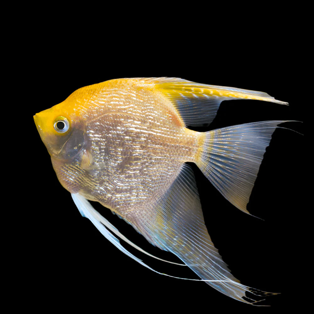 Golden Pearl Angelfish 5-6cm angel discus