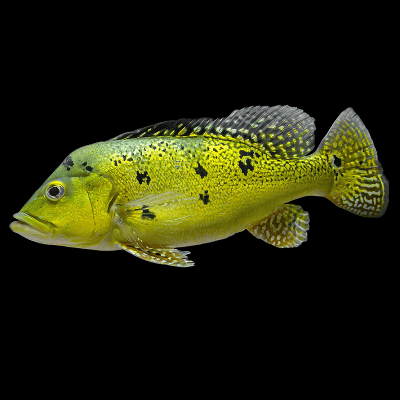 Kelberi Peacock Bass 8cm