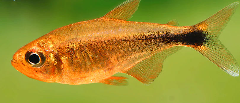 Golden Tetra 2-3cm