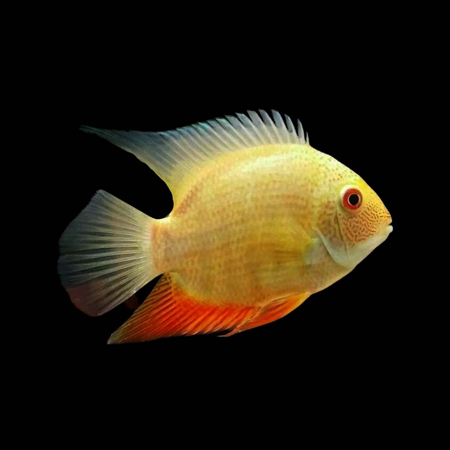 Gold Severum 5cm