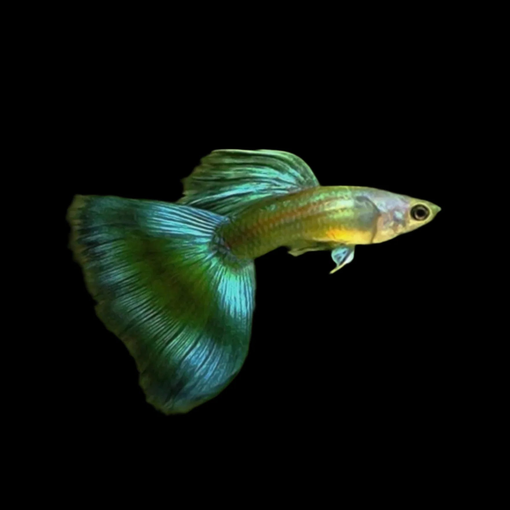 Green Moscow Male Guppy 3.5cm livebearer