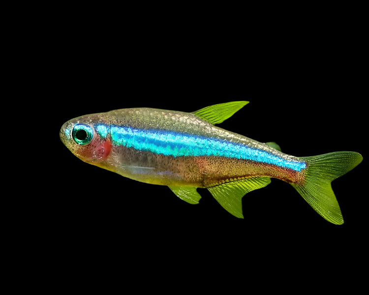 Green Neon Tetra 1.2cm - Tropical Supplies North East