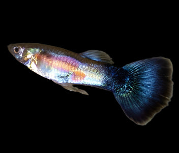 Purple Queen Male Guppy 3.5cm