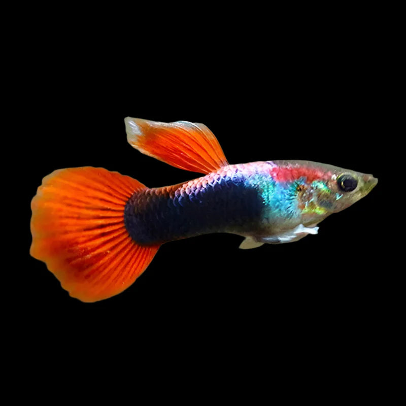 Neon Red Male Guppy 3-4cm livebearer