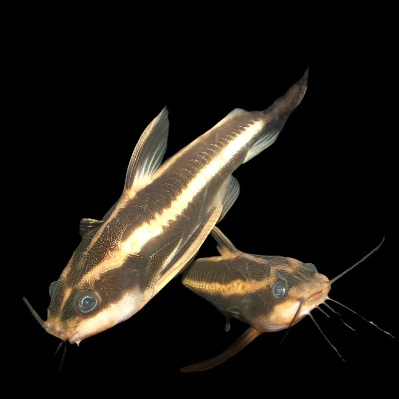 Striped Talking Catfish 6cm catfish