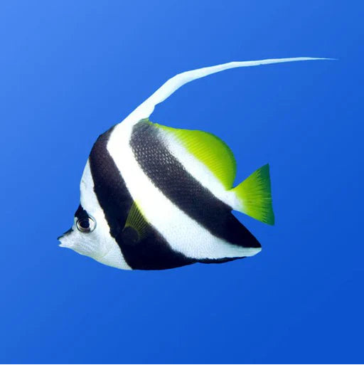 Heniochus Butterfly MED