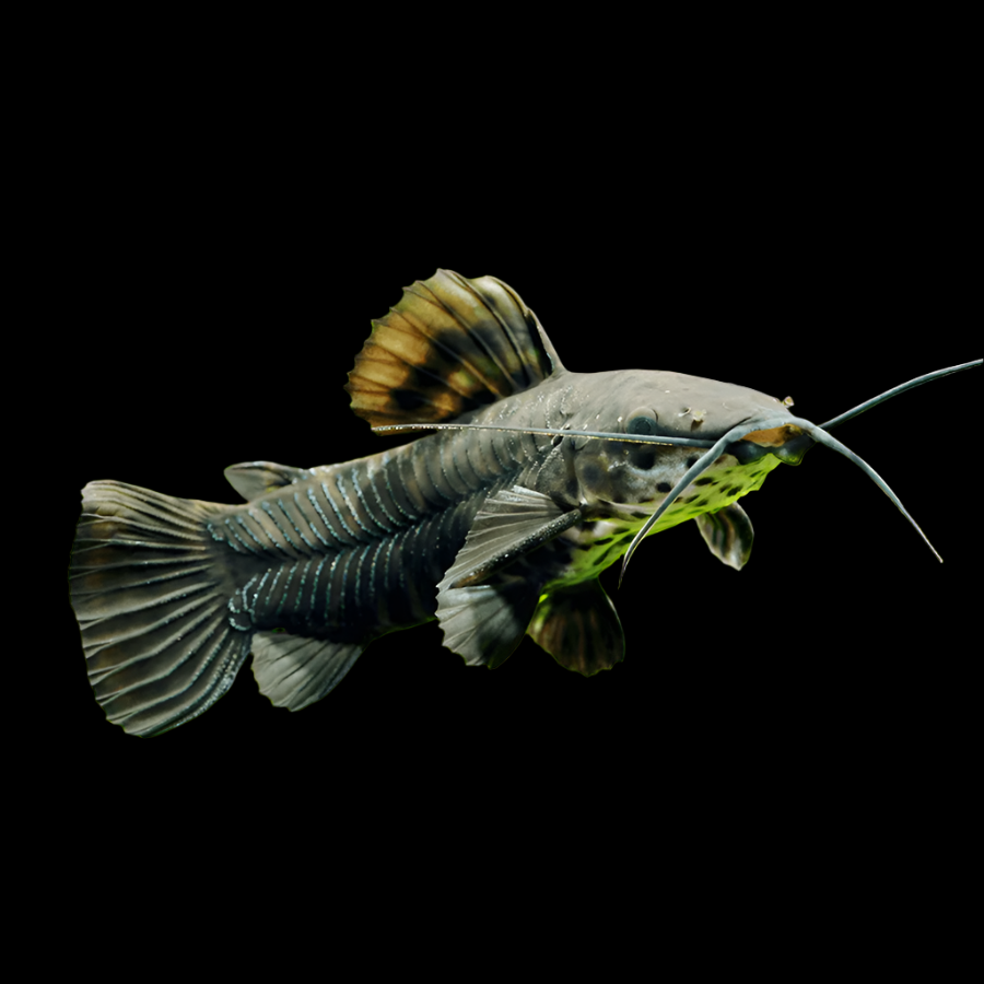 Hoplo Catfish 4-5cm catfish