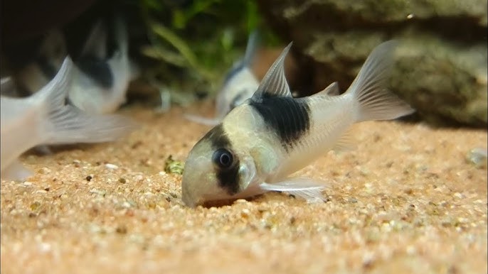 Hoplisoma Corydoras CW51 4-4.5cm