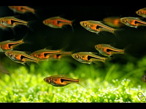 Glowlight Rasbora 2.5cm