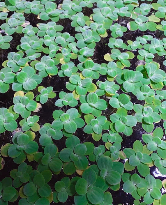 Floating Water Lettuce 4oz