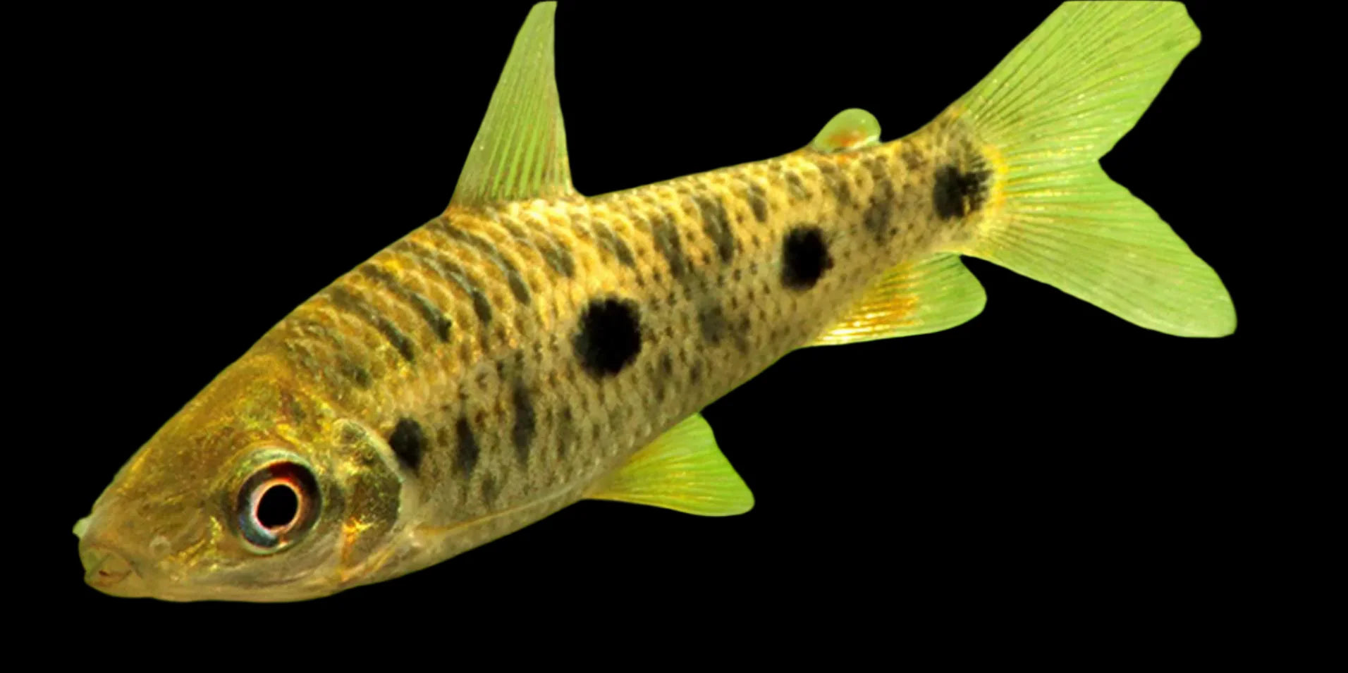 Steyermarki Leporinus 9-11cm odd