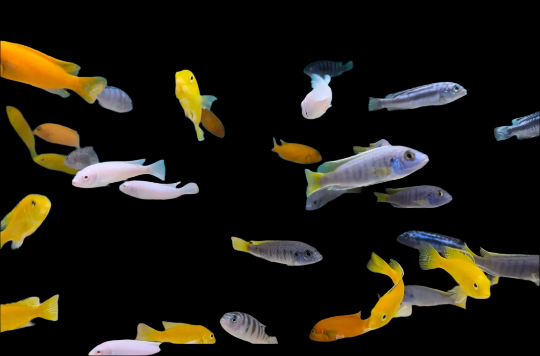 Assorted Mbuna 4-6cm - Tropical Supplies North East