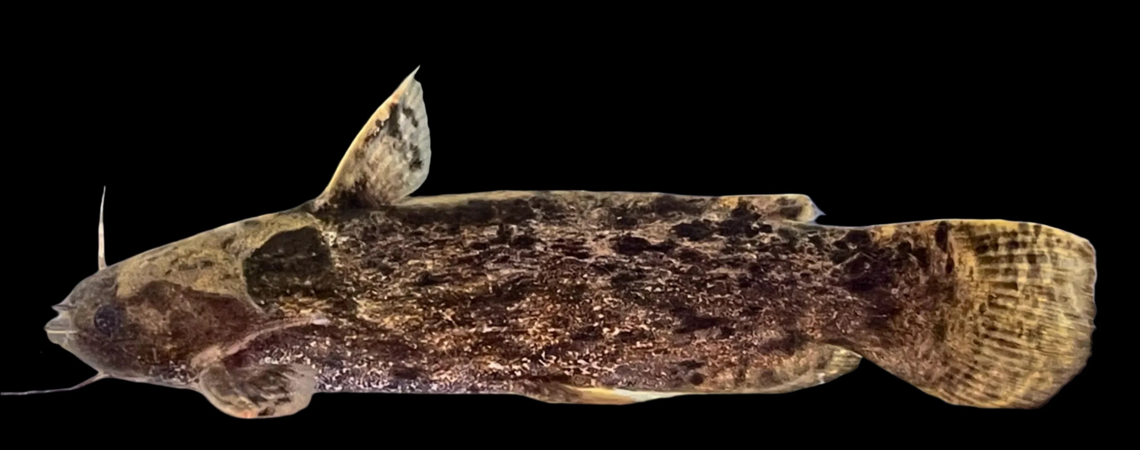 Fishers Wood Catfish 12-16cm catfish