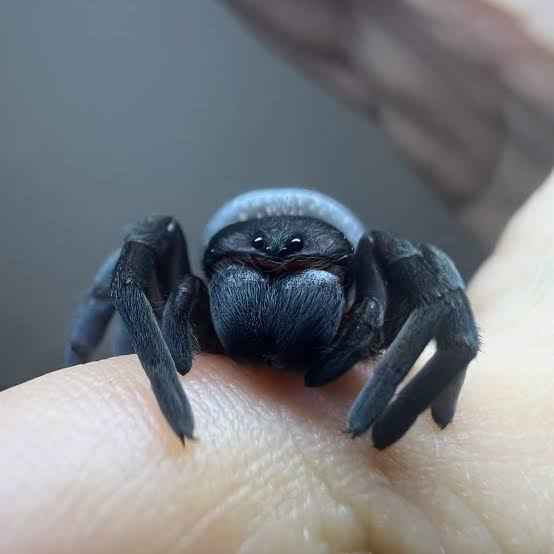Velvet Spider CB