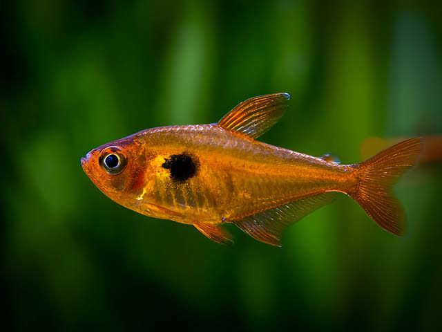 Serpae Tetra 2.5cm