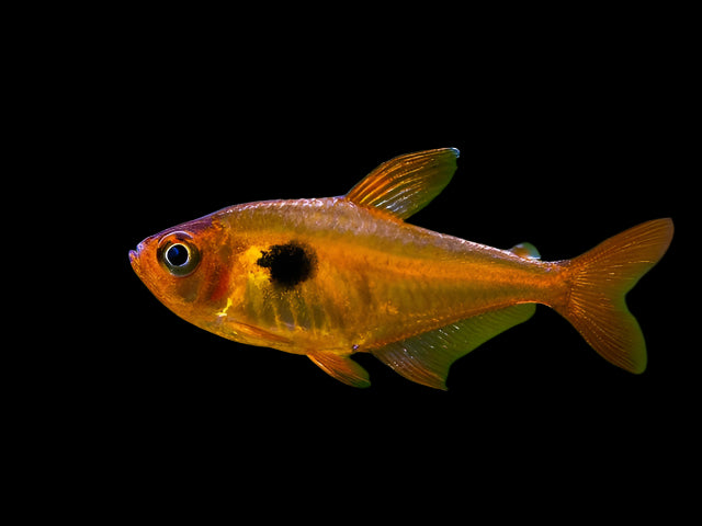 Serpae Tetra 2.5cm