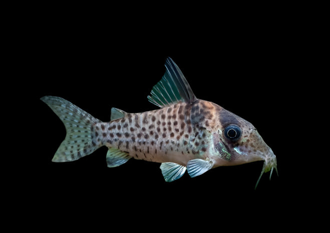 Corydoras Agassizii 4cm