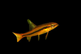 Burmese Pink Loach 2.5cm