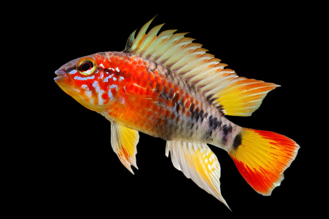 Apistogramma Macmasteri Pair 3-4cm
