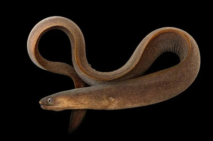 Indian Mud Moray Eel 40cm+ (Brackish)