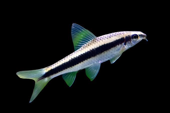 Siamese Algae Eater 4cm