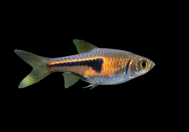 Lambchop Rasbora 2cm - Tropical Supplies North East