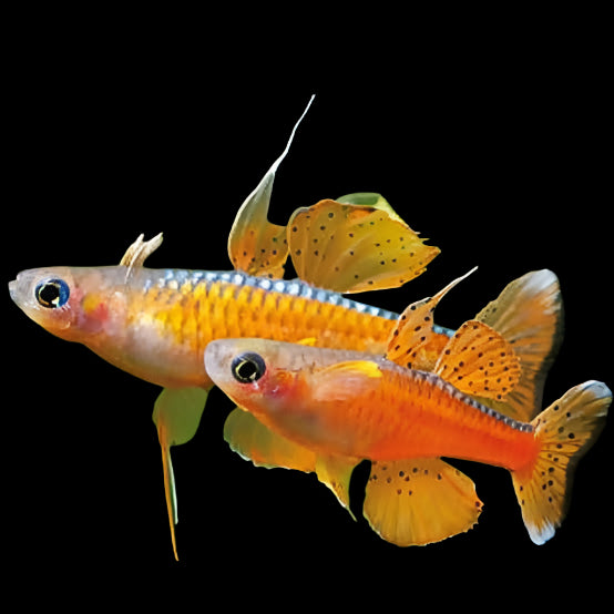 Red Neon Blue Eye Rainbow 3cm