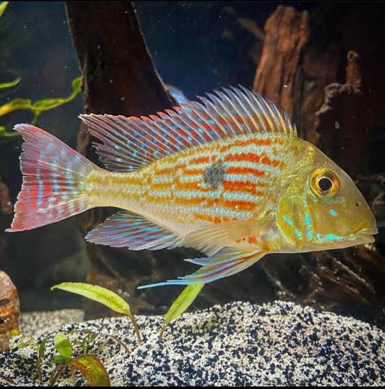 Geophagus Sveni 6cm