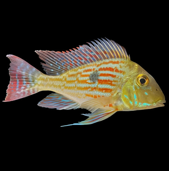 Geophagus Sveni 6cm - Tropical Supplies North East