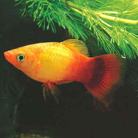 Sunset Platy 3.5cm