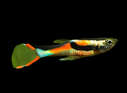 Black Bar Endler Guppy 2.5cm