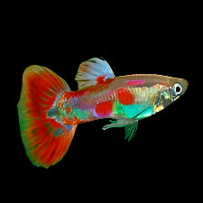 Pigeon Blood Male Guppy 3.5cm